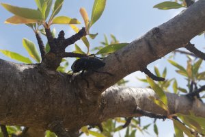 La Junta regula el tratamiento contra el gusano cabezudo del almendro en Producción Ecológica.