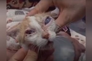 Uno de los gatos rescatados por la Asociación Ángela Dorado.