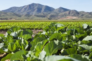 Campos de lechugas en el Levante almeriense