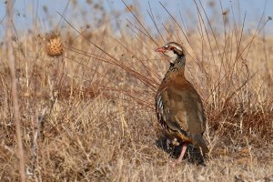 Foto de archivo de perdiz común.