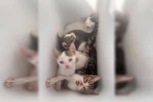 Gatos abandonados en el Puerto de Almería.