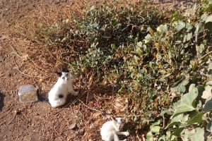 Gatos abandonados.