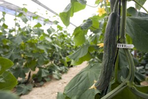 Cultivo de pepino en un invernadero de Almería.