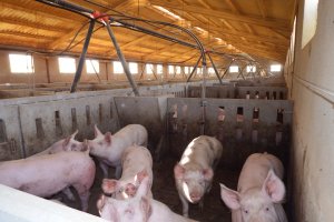 Granja de cerdos en el Levante almeriense.