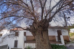 Olmo milenario en la placeta de este pueblo almeriense.