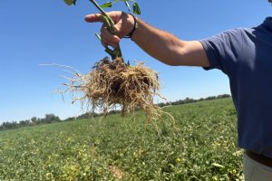 Las raíces son el motor metabólico de la planta, ya que permite absorber los nutrientes y agua necesarios para el desarrollo del fruto y la futura brotación.