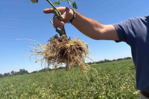 Las raíces son el motor metabólico de la planta, ya que permite absorber los nutrientes y agua necesarios para el desarrollo del fruto y la futura brotación