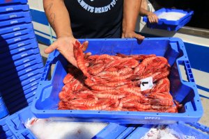 La gamba roja es la estrella de las lonjas almerienses.