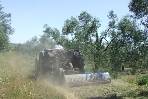Andalucía dará un paso más adelante en la obtención y 
comercialización de productos de calidad que son también garantía de seguridad 
alimentaria y respeto al entorno natural, al estar ligados a la Producción Ecológica e 
Integrada.