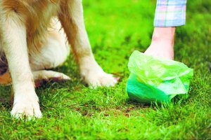 Momento en el que una persona recoge el excremento de un perro