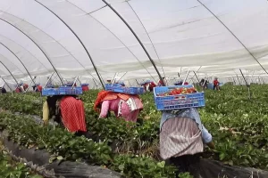 Un invernadero almeriense en producción.