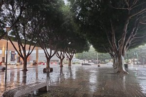 Foto de una zona arbolada de la capital este miércoles