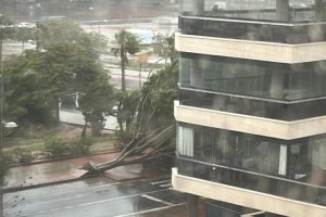 Árbol derribado por el viento en calle Argentinita, en la capital almeriense.