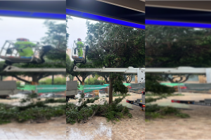 Trabajadores del servicio de parques y jardines eliminando el ficus caído