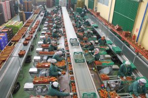 Almacén hortofrutícola en Almería.