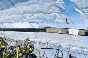 Paco Moreno muestra a LA VOZ y Cadena SER cómo ha quedado su invernadero tras el último temporal.