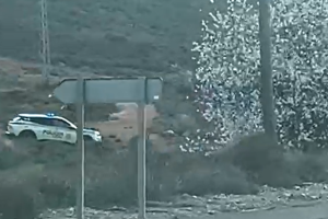 Accidente en la carreera que conecta las localidades de Dalías y de Berja.