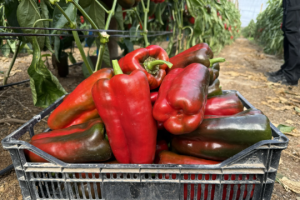 Pimiento Lamuyo rojo