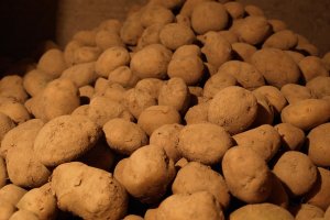 "No podemos permitir que productos de terceros países se vendan como ecológicos en Europa sin cumplir las mismas condiciones."