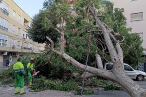 Operarios retirando el árbol de grandes dimensiones que cayó en la Calle Lopán, en el barrio de Los Ángeles.