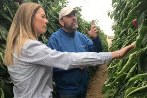 Cultivo de pimiento Ecoculture