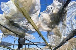 -	Más de 50 has destruidas, y más de 200 afectadas, según las primeras previsiones a la espera de la recopilación de todos los datos, tras el temporal de viento del fin de semana.