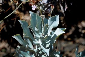 Ejemplar de la planta autóctona de Mojácar.