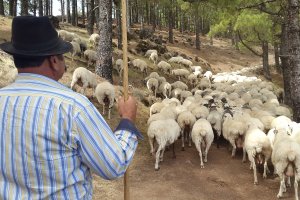 El SAE ofrece un puesto de pastor a jornada completa en Garrucha, con sueldo de 1.425 euros y jornada partida.