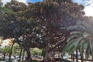 Ficus del Parque Nicolás Salmerón que necesitan sujeción para que no se caigan sus ramas.