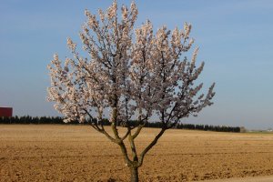 ASAJA Almería valora la puesta en marcha por parte de la Junta de Andalucía de una línea extraordinaria de ayudas para los agricultores afectados por las heladas en el almendro