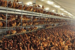 Imagen de archivo de una macrogranja de gallinas.