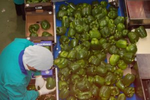 Una mujer en un almacén de manipulado hortofrutícola de la provincia.