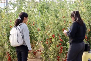Imágenes de archivo de estudiantes de Ingeniería Agrícola de la Universidad de Almería en unas actividades en invernadero.