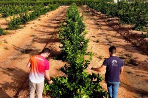 Ambas compañías presentarán su estrategia conjunta durante Citrus Forum 2026 con una ponencia magistral el 5 de junio.