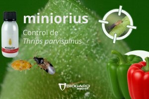 Para reforzar las estrategias preventivas, BIOGARD dispone de Miniorius