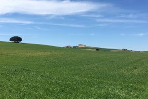 Los agricultores afrontan una cosecha aceptable en producción, pero insuficiente para cubrir costes.