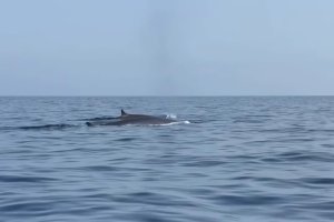 Imagen de un grupo de roncuales en La Polacra, en las costas de Cabo de Gata.