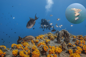 El fondo marino de la Isla de Alborán.