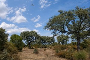 Ejemplares de encina (Quercus ilex).