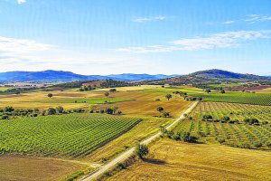 Fincas rústicas con arbolado en Almería.