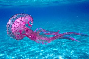 Pelagia noctiluca, la medusa que ha tomado las playas de Almería.