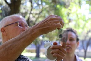 El olivo, el fresno, el níspero, el plátano de sombra y el naranjo amargo son los cinco árboles que más bajan la temperatura de las calles.