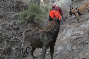 Los perros de la Unidad Canina de Búsqueda y Rescate DUDIGAL, en un momento del operativo para localizar a Juan Miguel P.R.