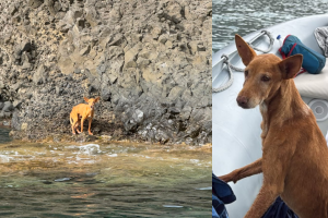 El rescate de Bergantín en una zona inaccesible de Las Negras.
