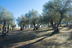 La participación española permitirá incorporar recursos fitogenéticos nacionales para la agricultura y la alimentación a la colección europea y facilitar su conservación y utilización.