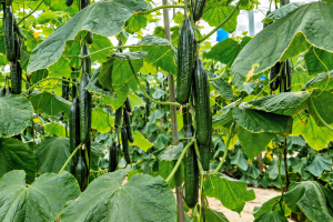 HELSINKI es una de las estrellas de Fitó Seeds en pepino holandés en Almería y Granada.