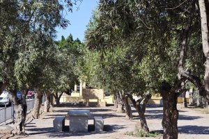 El alcalde pide a los vecinos recuperar la tradición de la recogida de la aceituna en los olivos de Vícar