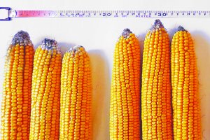 Syngenta