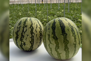 Sandías de la variedad Taylor de Fitó.