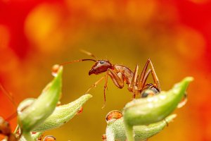 "El biocontrol no necesita menos garantías, sino procedimientos adaptados a sus características que permitan que la innovación llegue al campo con mayor rapidez y previsibilidad".
